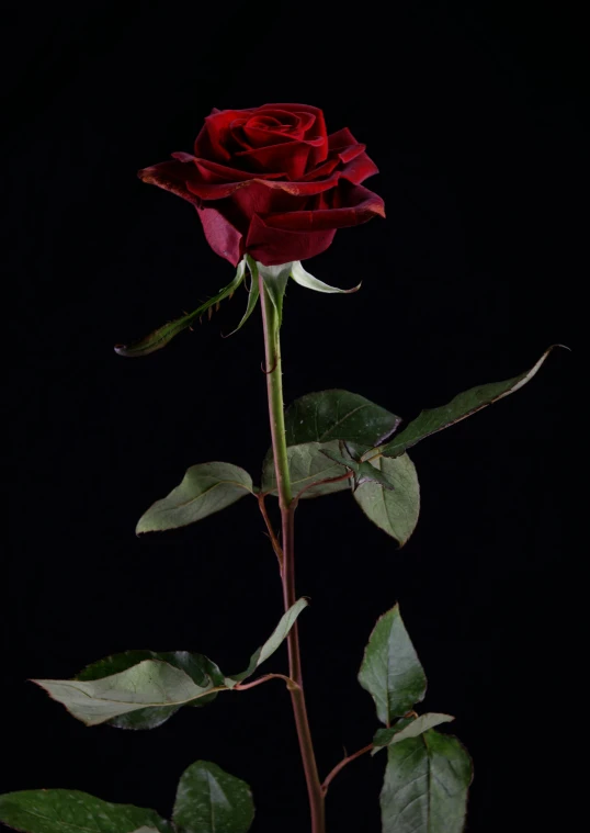 a single red rose on a stem against a black background, by Valentine Hugo, photorealism, tall, color photograph, full