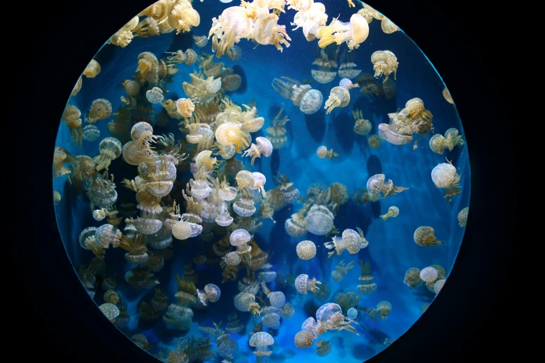 a large aquarium filled with lots of jellyfish, unsplash, all enclosed in a circle, ilustration, 2000s photo, getty images