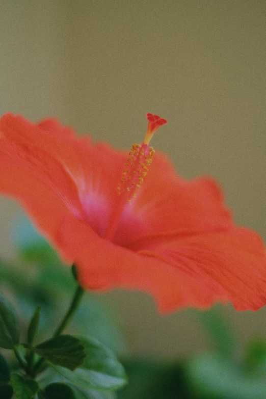 a red flower sitting on top of a green plant, baroque hibiscus queen, indoors, vibrant orange, photographs