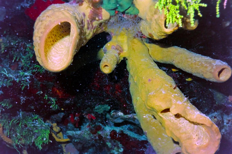 a couple of yellow sponges sitting on top of a coral, an album cover, giant octopus, photo taken at night, taken in 2 0 2 0, tubular creature