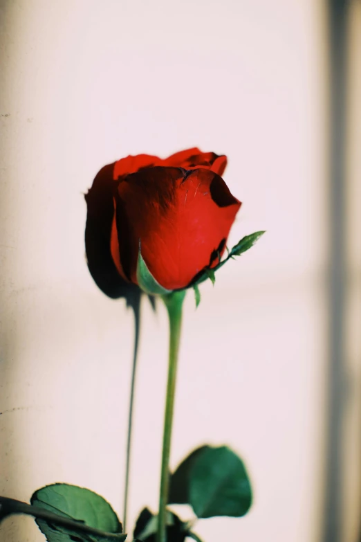 a single red rose sitting in front of a window, over the shoulder, close together, standing, up-close