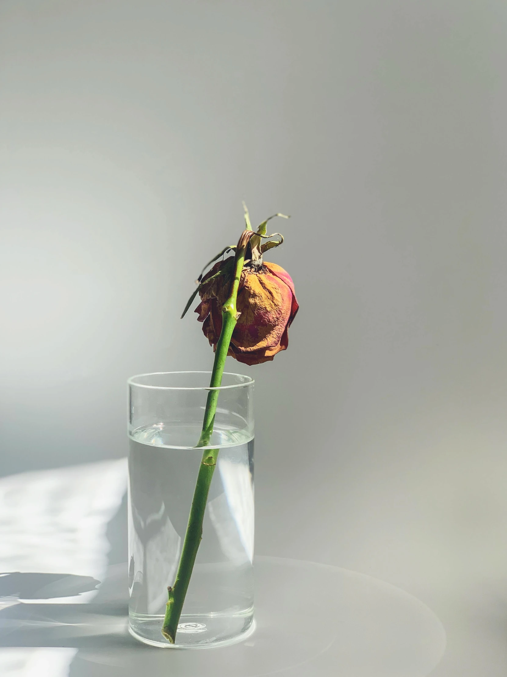 a close up of a flower in a glass of water, a still life, inspired by Elsa Bleda, unsplash, hyperrealism, ignant, rose twining, lonely and sad, on a pale background