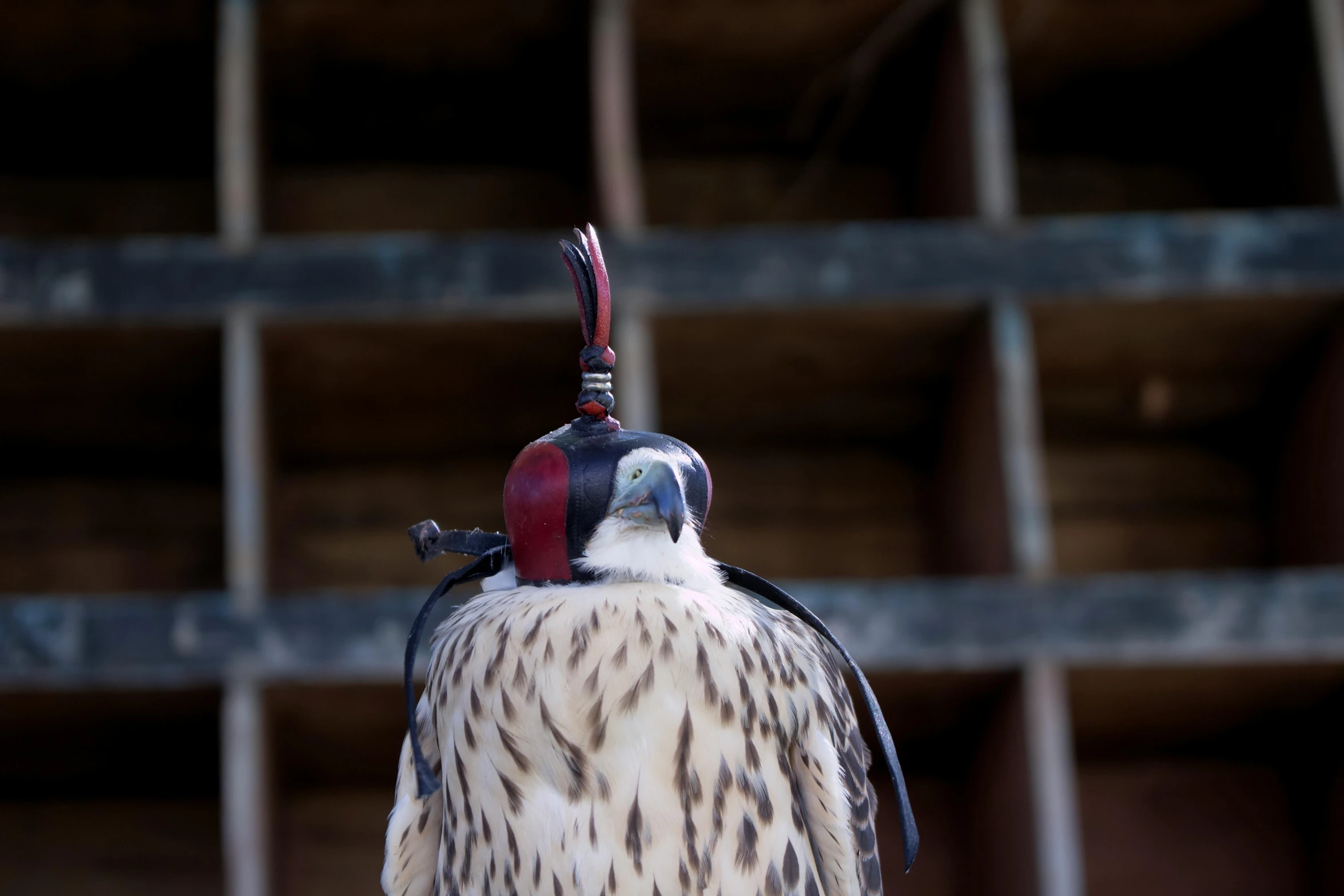 a close up of a bird of prey on a perch, pexels contest winner, goggles around his neck, feathered headdress, documentary still, great red feather