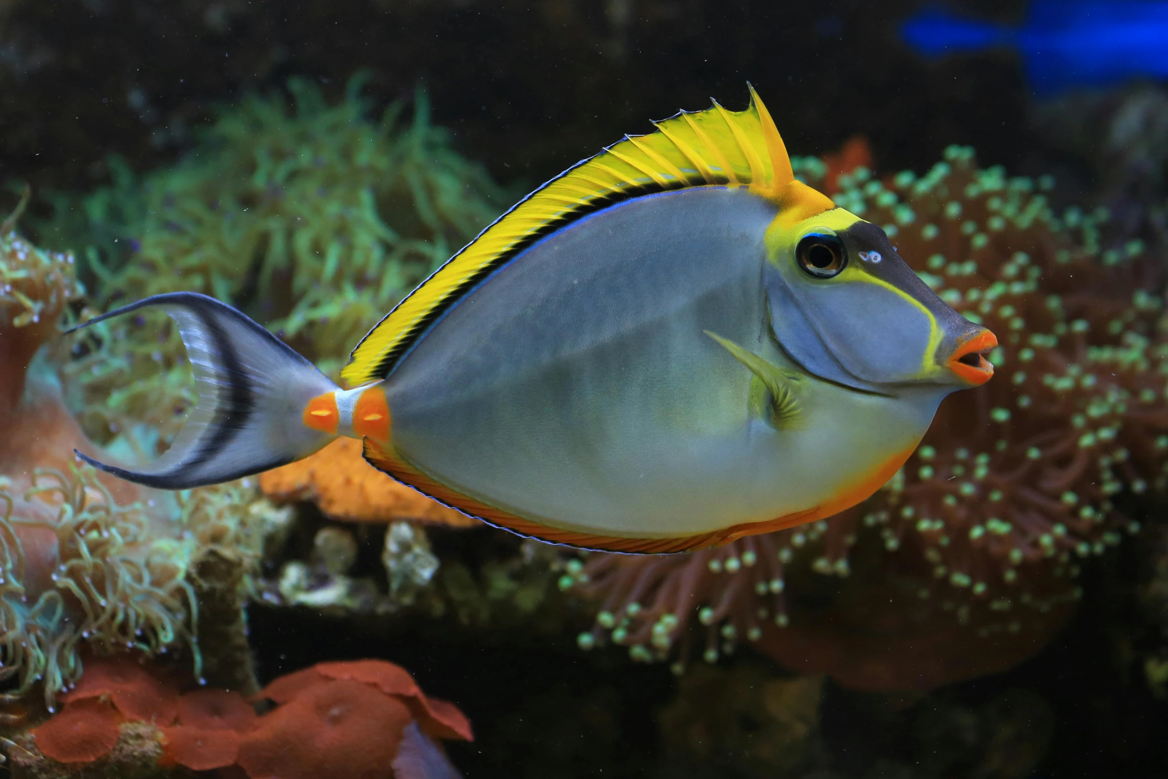 a close up of a fish in an aquarium, under the sea