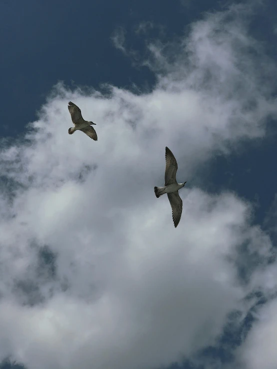 a couple of birds that are flying in the sky, a photo, pexels contest winner, taken in the late 2000s, vacation photo, no cropping, 3/4 view from below