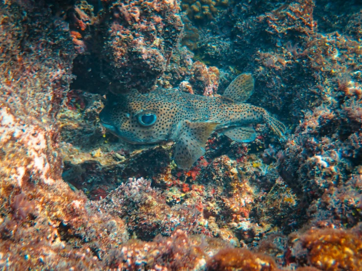 a close up of a fish on a coral reef, unsplash, mingei, pov photo, speckled, mining, 2 0 0 0's photo