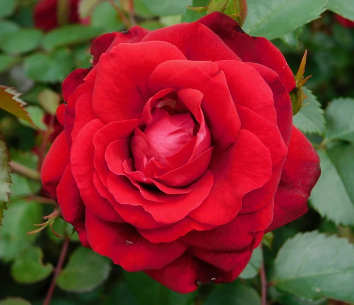 a close up of a red rose with green leaves, 'groovy', rose-brambles, highly polished, youtube thumbnail