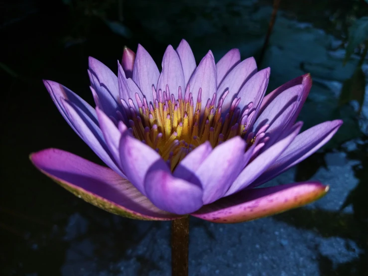 a close up of a purple flower in a pond, in the evening, facing the camera, sitting on a lotus flower, purple and blue