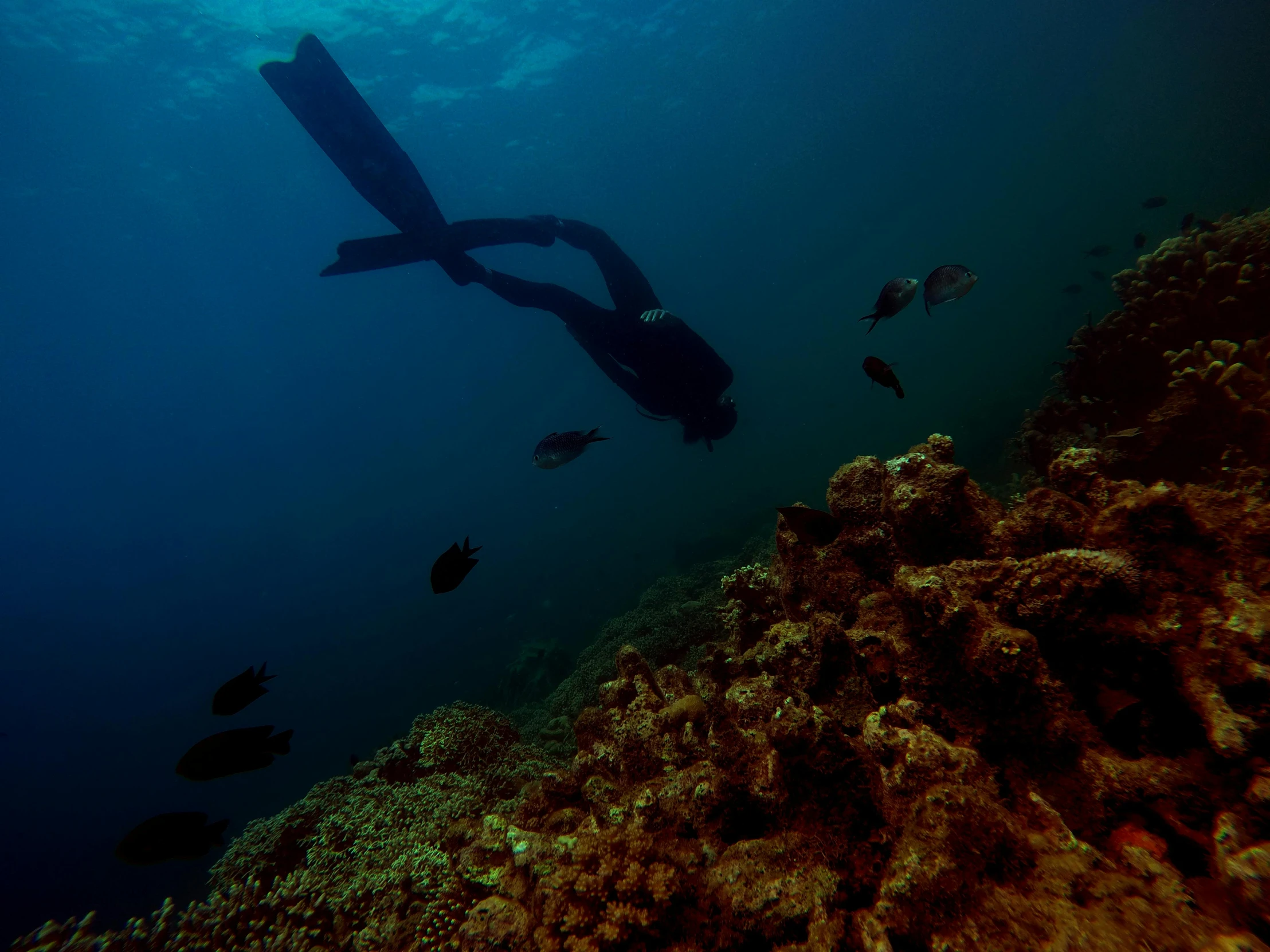 a person that is swimming in the water, coral sea bottom, long flowing fins, daniel motz, explore