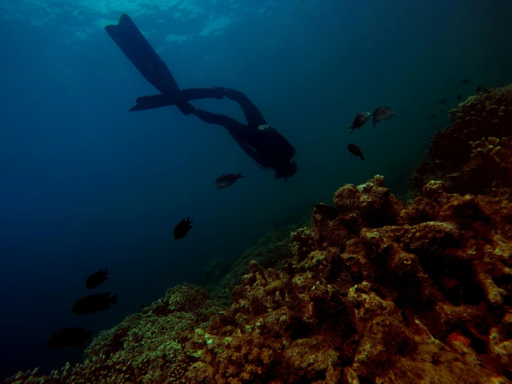 a person that is swimming in the water, coral sea bottom, long flowing fins, daniel motz, explore