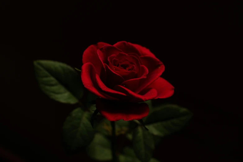 a single red rose against a black background, pexels contest winner, instagram post, night time footage, kramskoi 4 k, album