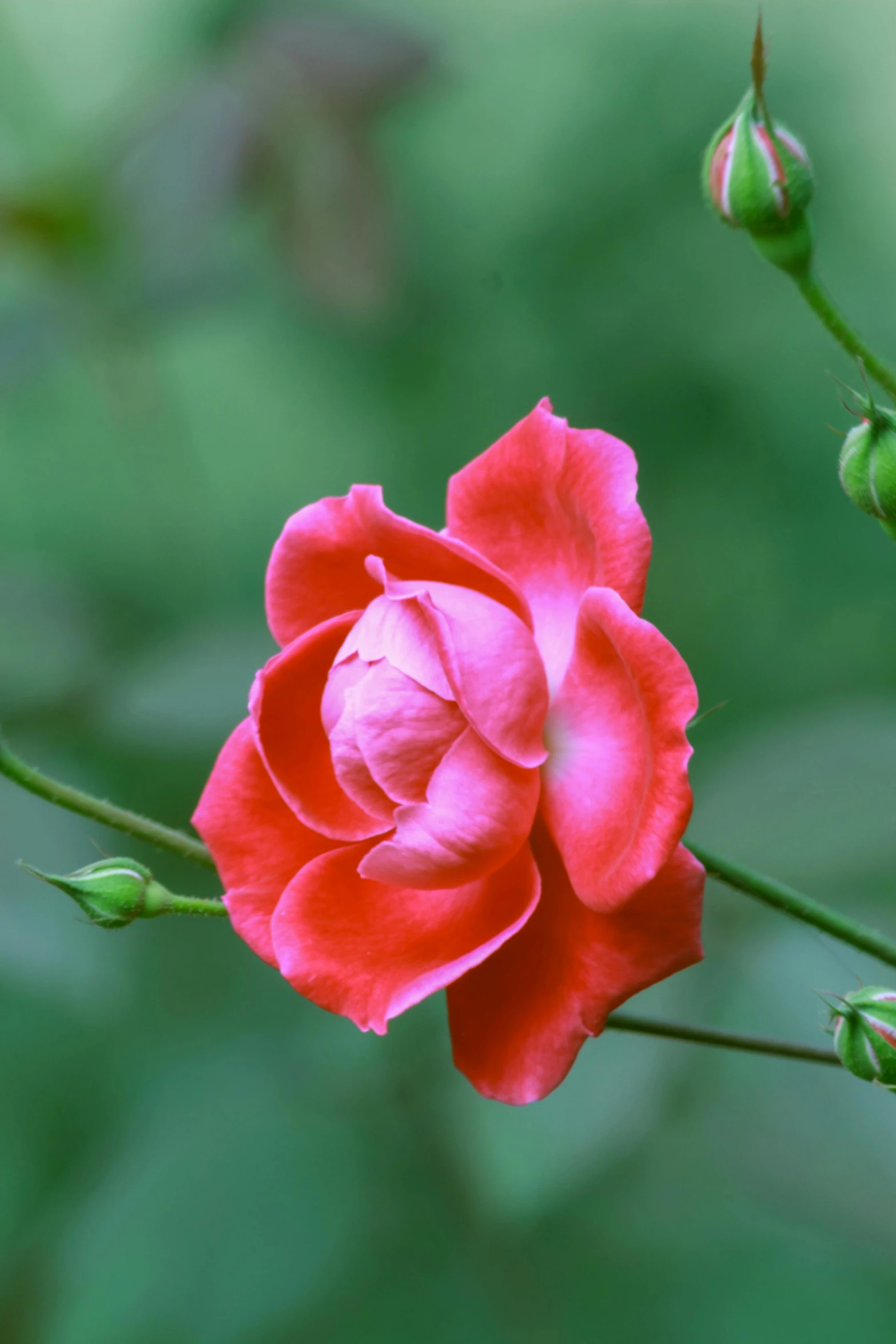 a close up of a flower on a stem, small red roses, slide show, vibrant pink, lush surroundings