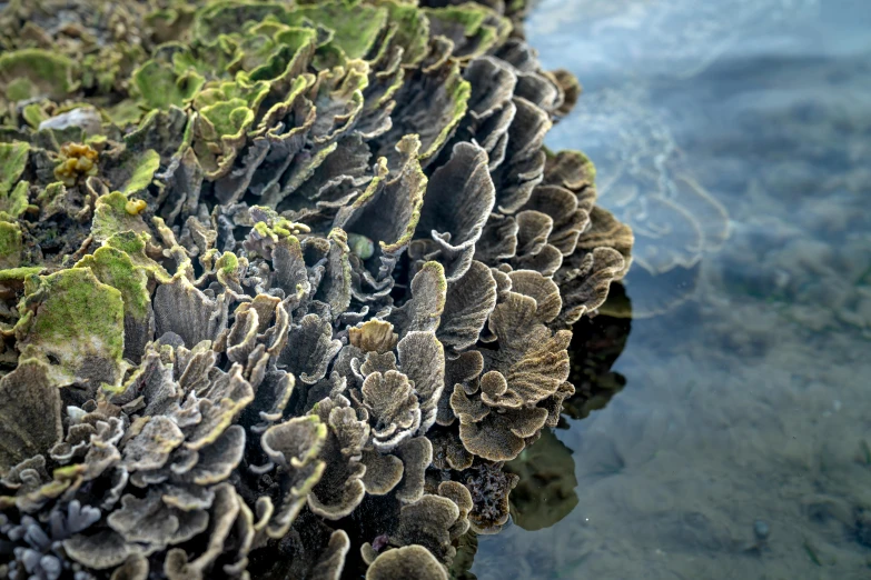 a close up of a plant growing on a rock, a digital rendering, by Jessie Algie, unsplash, hurufiyya, delicate coral sea bottom, hyperdetailed photo, fungi, great barrier reef