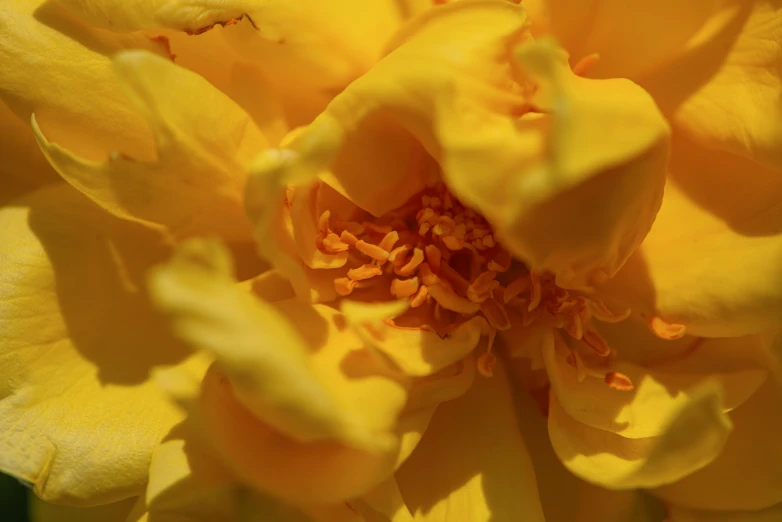 a close up of a yellow rose flower, pexels contest winner, marigold, today\'s featured photograph 4k, sunbathed skin, resin