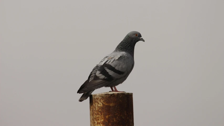 a pigeon sitting on top of a wooden post, grey metal body, male, shot on sony a 7, decoration