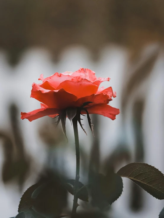 a single red rose in front of a white fence, pexels contest winner, soft light 4 k in pink, after rain, viewed from a distance, today\'s featured photograph 4k