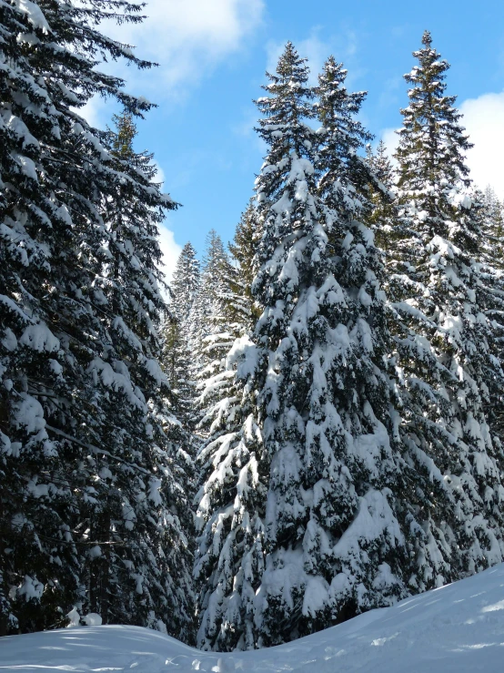 a man riding skis down a snow covered slope, huge incredibly immense trees, slide show, phone photo