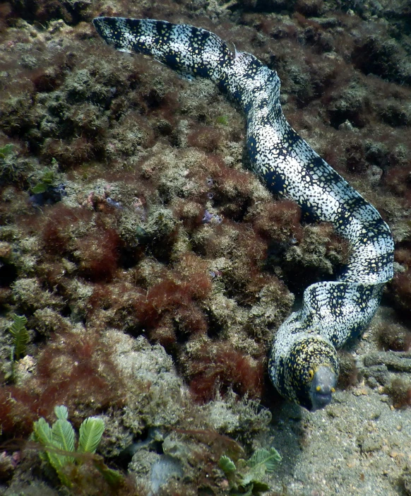 a black and white snake laying on the ground, flickr, hurufiyya, covered in coral and barnacles, swimming, tall, spotted