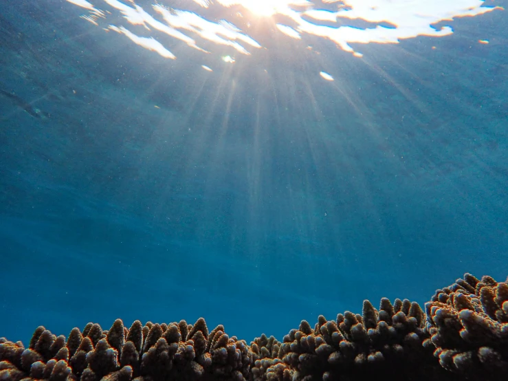 the sun shines brightly over a coral reef, looking upwards, sunny lighting