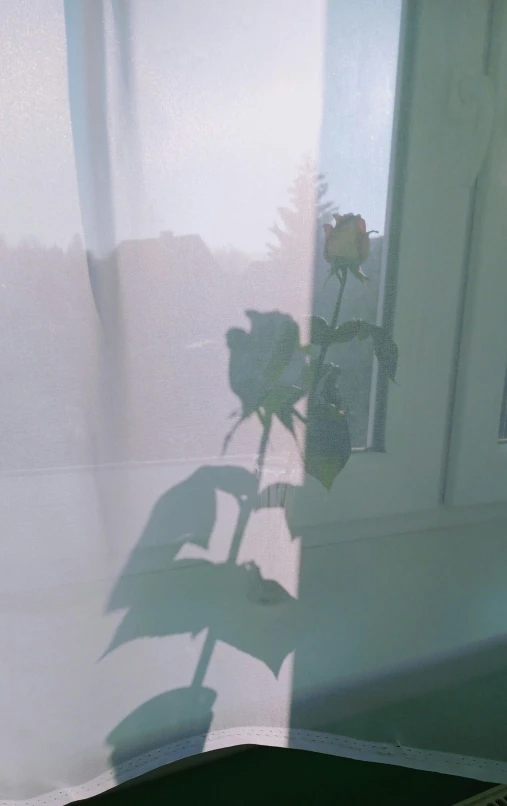 a rose sitting in a vase in front of a window, inspired by Elsa Bleda, low quality photo, silhouette!!!, lofi, to me