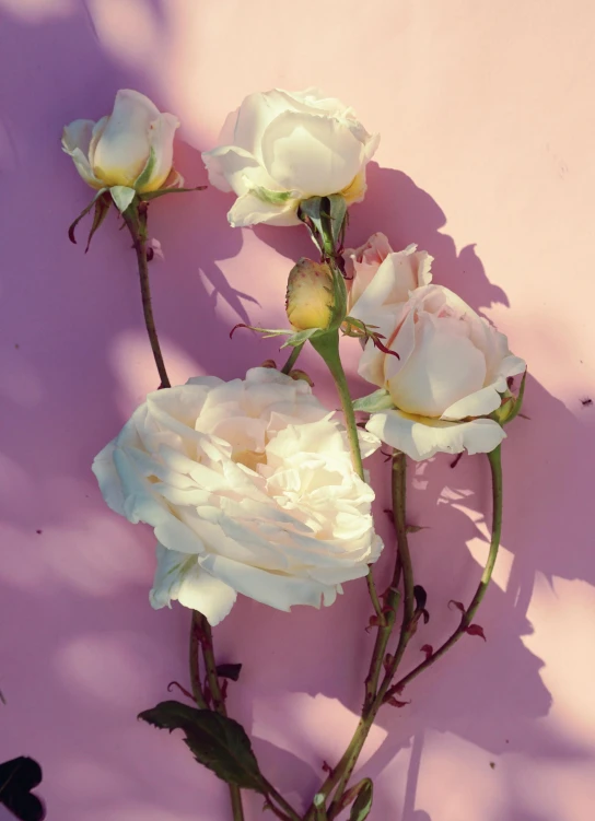 three white roses against a pink wall, a picture, unsplash, low detail, colour photograph, jen atkin, summer light