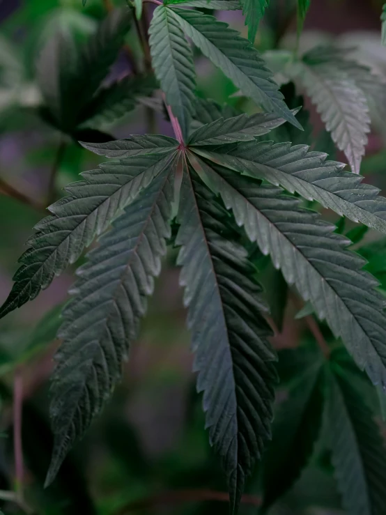 a close up of a plant with many leaves, an album cover, inspired by Mary Jane Begin, trending on pexels, renaissance, lil peep, high quality product image”, thick pigmented smoke, ganja