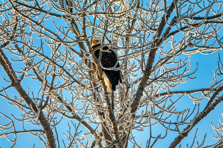 a bird that is sitting in a tree, by Jim Nelson, pexels, icy, bald eagle, cold sunny weather, shot on sony a 7