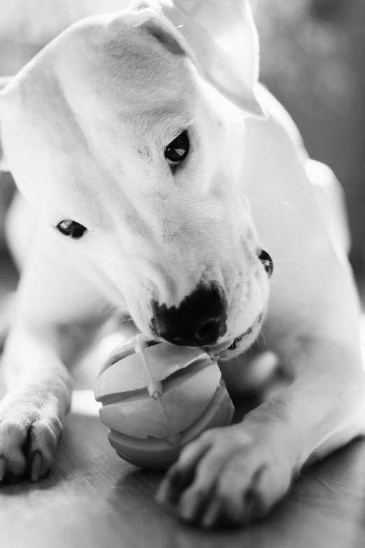 a black and white photo of a dog chewing on a ball, pits, juice, lowres, orbital