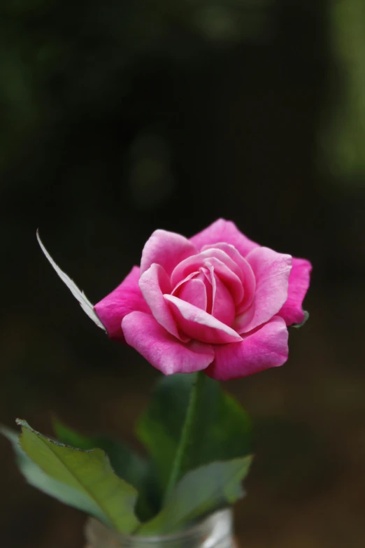 a pink rose in a glass vase on a table, sitting in the rose garden, shot with sony alpha 1 camera, ((pink)), hot pink