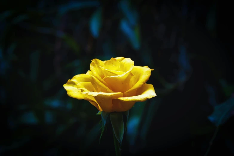 a close up of a yellow rose on a black background, an album cover, unsplash, paul barson, glossy photo, single