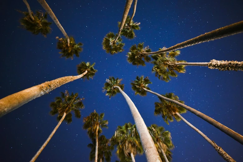 a group of tall palm trees under a night sky, unsplash contest winner, hyperrealism, epic scale fisheye view, palm springs, medium format, upside-down