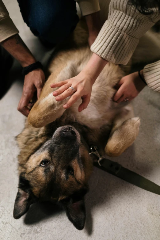 a person petting a dog laying on the floor, patches of fur, hands not visible, healing, university