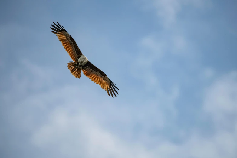 a bird that is flying in the sky, pexels contest winner, hurufiyya, raptor, view from bottom to top, fine art print, brown