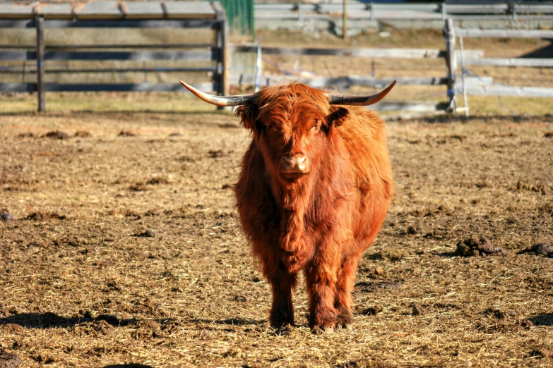 a brown cow standing on top of a dry grass covered field, orange fluffy belly, standing in an arena, photograph, scottish