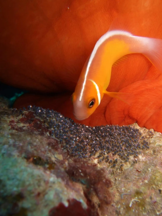 a close up of a fish on a rock, orange and white, coral sea bottom, slide show, award winning shot