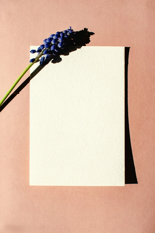 a purple flower sitting on top of a piece of paper, light pink background, grape hyacinth, background image, multiple stories