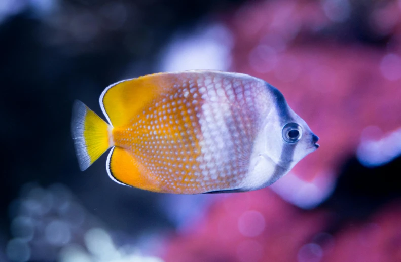 a close up of a fish in a tank, butterflyfish, 🦩🪐🐞👩🏻🦳, unsplash photo contest winner, square