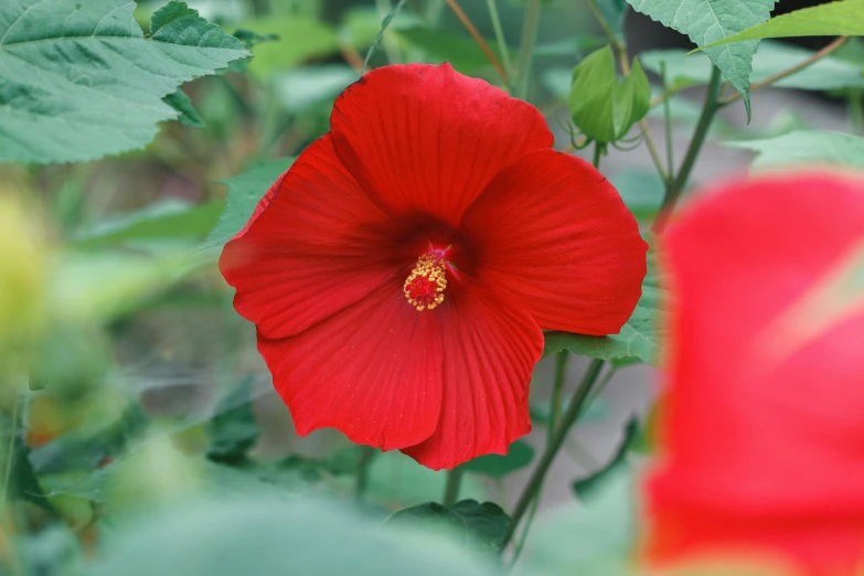 a close up of a red flower with green leaves, pexels contest winner, hurufiyya, baroque hibiscus queen, full product shot, where a large, video