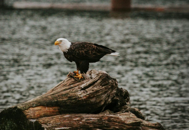 a bald eagle sitting on top of a log, by Jacob Duck, pexels contest winner, trending on vsco, grey, ready to eat, black