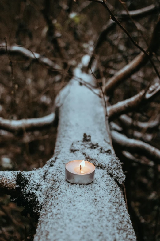 a lit candle sitting on top of a fallen tree, inspired by Elsa Bleda, trending on pexels, gentle snow, in a tree, grey, remembrance