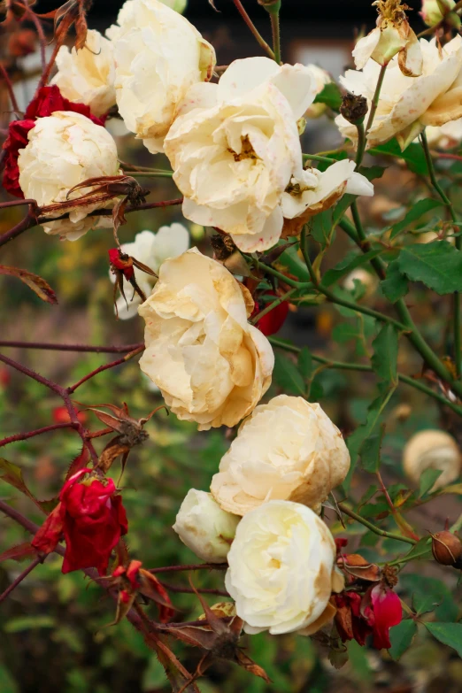 a bunch of white and red roses in a garden, yellowed with age, twisted withering vines, slide show, amber