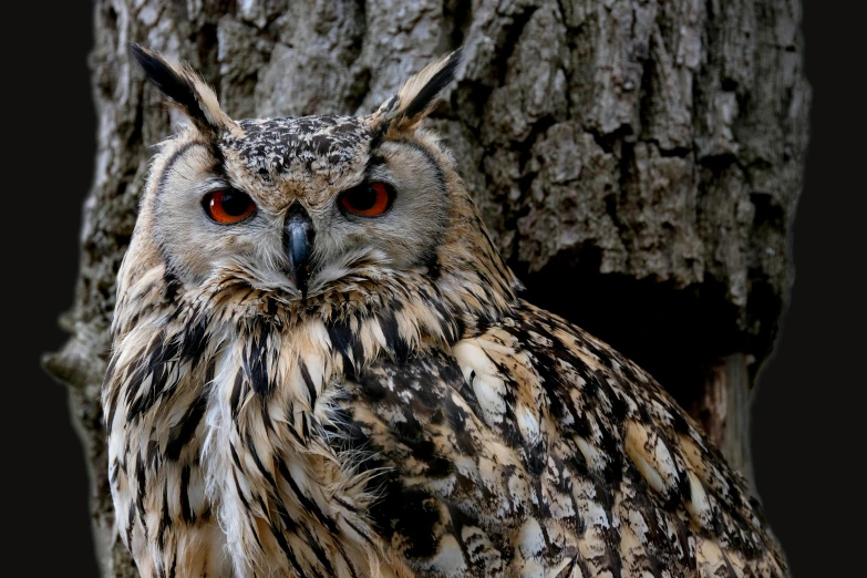 a close up of an owl near a tree, pexels contest winner, hurufiyya, covered in feathers, mixed animal, wooden