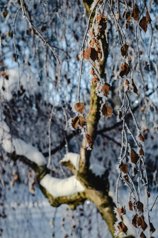 a tree covered in ice next to a body of water, pexels contest winner, betula pendula, seeds, brown, with fruit trees
