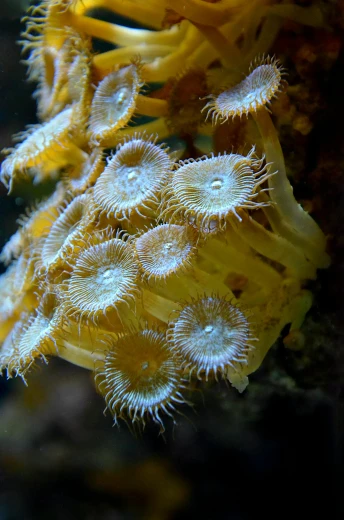 a close up of a yellow sea anemone, flickr, romanticism, fungal polyps, fern, ship, tan
