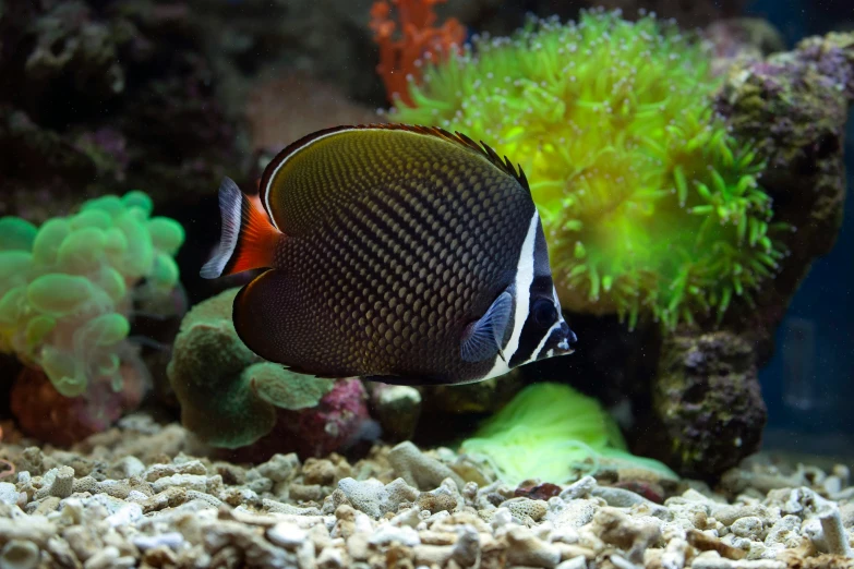 a close up of a fish in an aquarium, coral reefs, looking off to the side, butterflyfish, dark and intricate