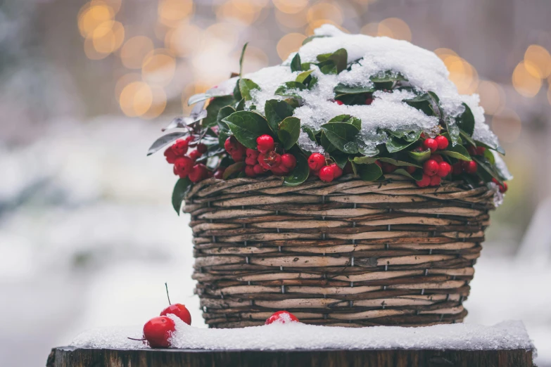 a basket filled with berries sitting on top of a tree stump, inspired by Ernest William Christmas, shutterstock contest winner, gentle snow, crimson accents, a wooden, profile image