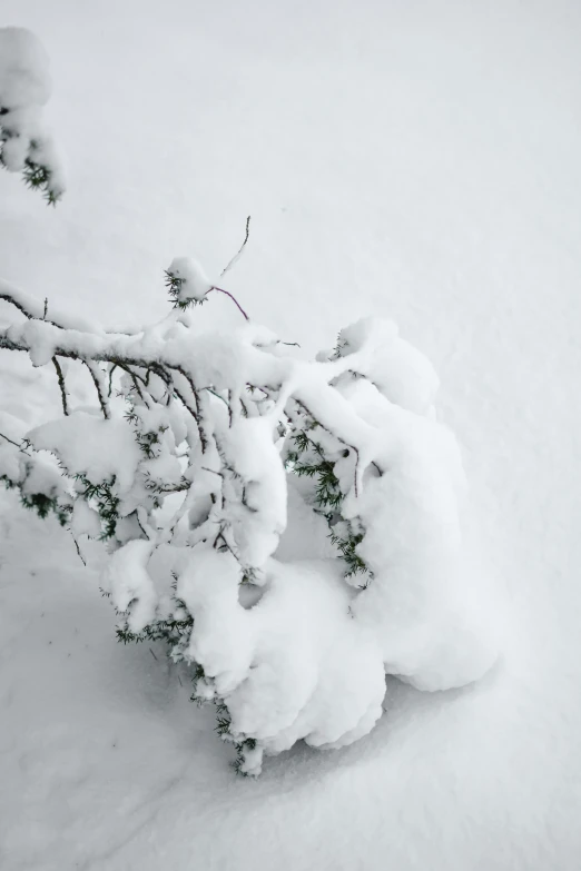 a black and white photo of a snow covered tree, an album cover, by Sven Erixson, unsplash, colors white!!, sprawled out, a green, branching