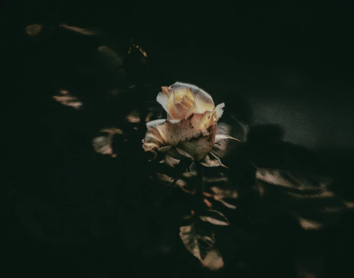 a close up of a flower in the dark, a polaroid photo, inspired by Elsa Bleda, pexels contest winner, romanticism, laying on roses, decaying dappled sunlight, high-quality wallpaper, instagram post