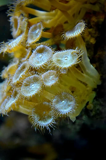 a close up of a yellow sea anemone, twirling glowing sea plants, white fungal spores everywhere, gears, stringy