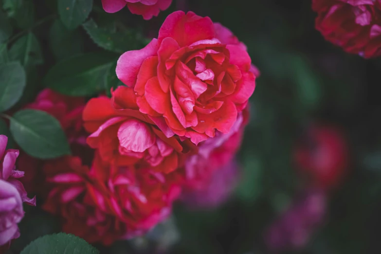 a close up of a bunch of flowers, rich deep pink, unsplash photography, rose garden, instagram post